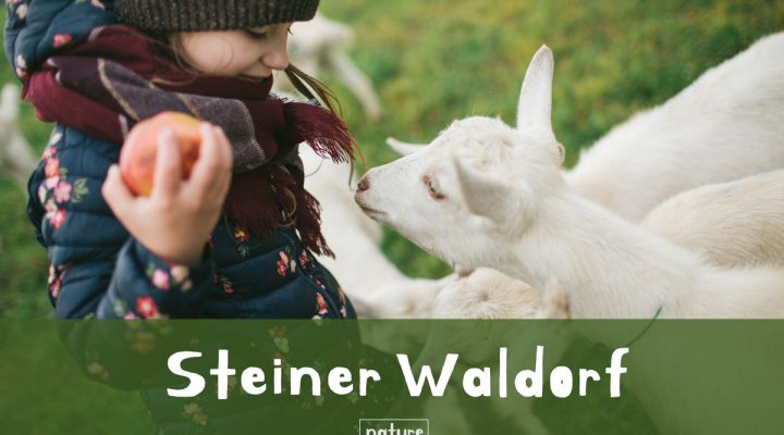 La pédagogie Steiner Waldorf